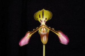 Paphiopedilum tigrinum Huntington's Crouching Tiger AM/AOS 83 pts.